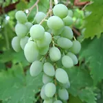 公寓 Perla 55 波雷奇