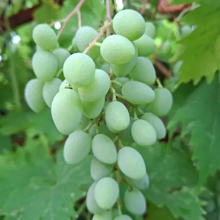 Appartamento Perla 55 Porec