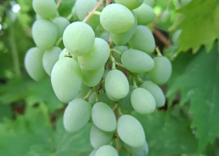 Daire Perla 55 Poreč